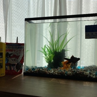 金魚あげます