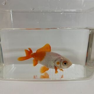 金魚（更紗和金）お譲りします　※お引き取り限定