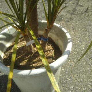 ドラセナの画像