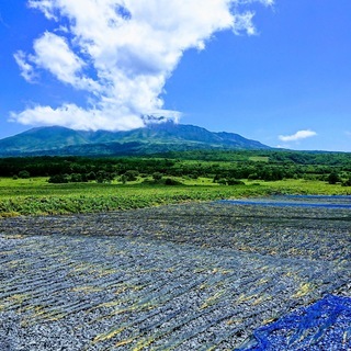 養殖昆布アルバイトの画像