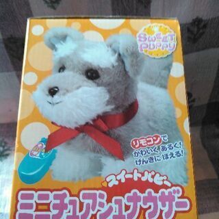 可愛いシュナウザーちゃんの画像