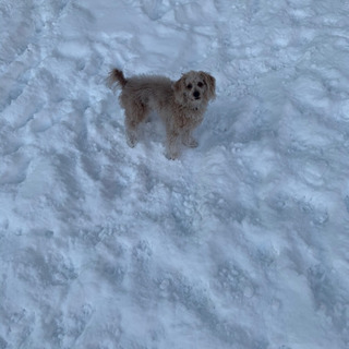 犬友