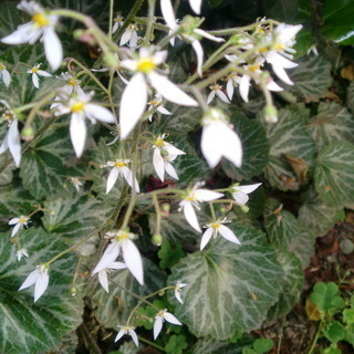 ★売ってない、多く方にお渡ししています、ユキノシタ3本、大小混ざる（越冬します）◉白い十文字の花が咲きます、⭐ご希望の数対応致します◉画像３、4お庭のアクセント、増やせます）➡★ＰＦ必読の画像