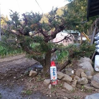 bonsai 杜松（トショウ）ネズ　ネズミサシ　松　盆栽　現在地植えしてあります整枝用（剪定用）にいかがですか？　　juniperus rigida bonsai　for sale