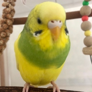 松戸周辺でセキセイインコを探しています