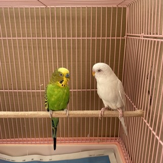 セキセイインコ２羽里親になってくれる方募集