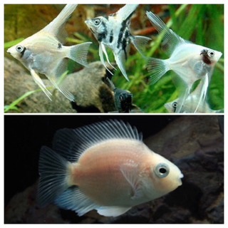 熱帯魚　差し上げます