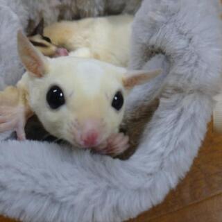 フクロモモンガ里親募集