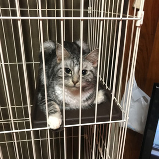 3歳のアメショ