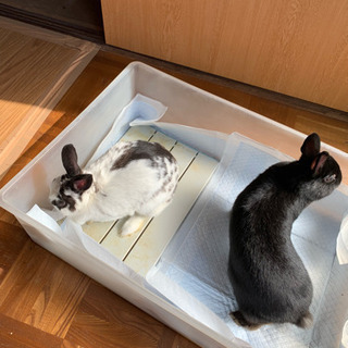 ベタ慣れ親子ミニウサギ
