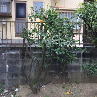 庭木 庭石 