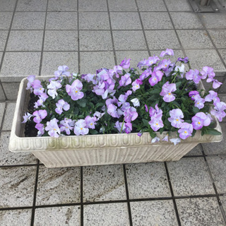 よく咲くスミレ(プランター)の画像