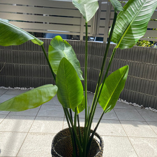 定価6千円 ニトリ フェイクグリーン 鉢付き トラベラーズパーム 観葉植物の画像