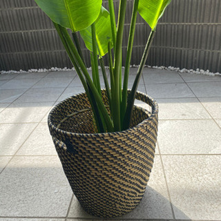 定価6千円 ニトリ フェイクグリーン 鉢付き トラベラーズパーム 観葉植物の画像