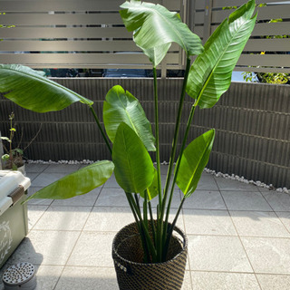 定価6千円 ニトリ フェイクグリーン 鉢付き トラベラーズパーム 観葉植物の画像