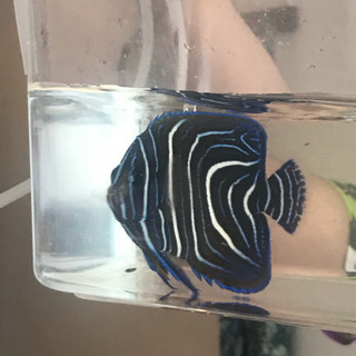 取引中　海水魚　サザナミヤッコ