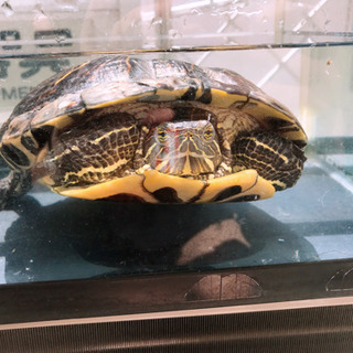 アカミミガメ
