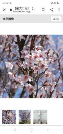 天童市産啓翁桜80cm10本+銀山産ふきのとう