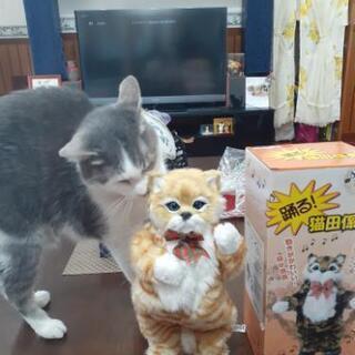 踊る猫田係長