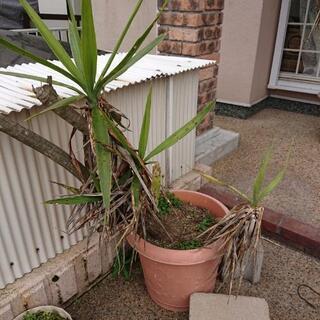 観葉植物？
