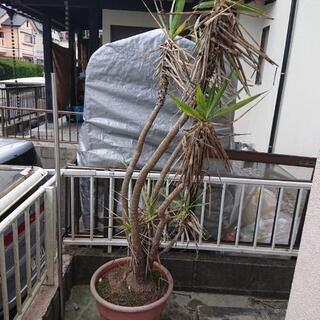 観葉植物？みないな木