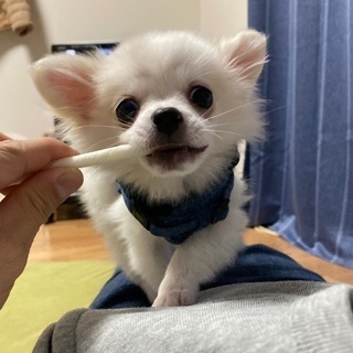 犬友募集です。