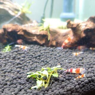 レッドビーシュリンプの画像