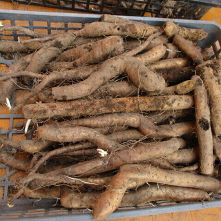 【申込み多数により一旦中止】自然薯の種芋を無料で