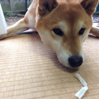 9歳の柴犬です。血統書あります。