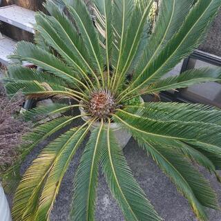 観葉植物 サボテンみたいな葉っぱ