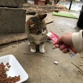 ☆子猫の里親募集　キジ白の女の子☆① 里親様決定！