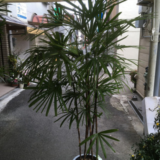 観葉植物　棕梠竹　シュロチク