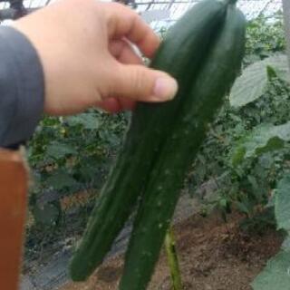 きゅうり箱詰め　募集終了