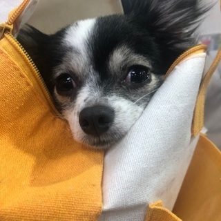 大切にしてくださる飼い主さん募集します。