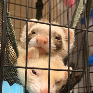フェレット