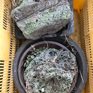 もらって下さい。風蘭などに