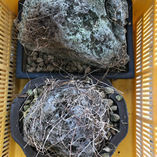 もらって下さい。風蘭などにの画像