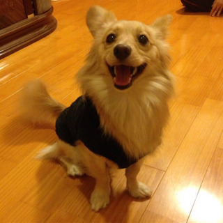 ミックス犬 4歳 オス
