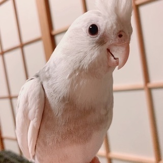 鳥が好きな友達募集20代～30代•*¨*•.¸¸☆*･ﾟ
