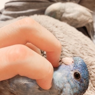 鳥が好きな友達募集20代～30代•*¨*•.¸¸☆*･ﾟ − 大阪府
