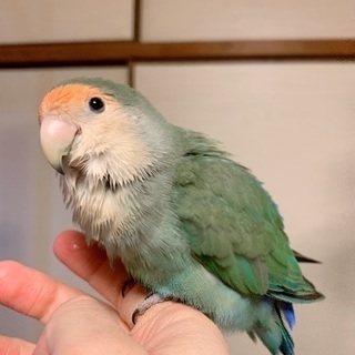 鳥が好きな友達募集20代～30代•*¨*•.¸¸☆*･ﾟ - メンバー募集