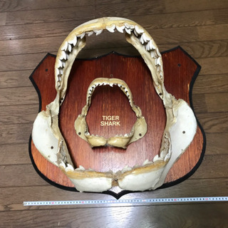 タイガーシャーク 歯 本物の画像