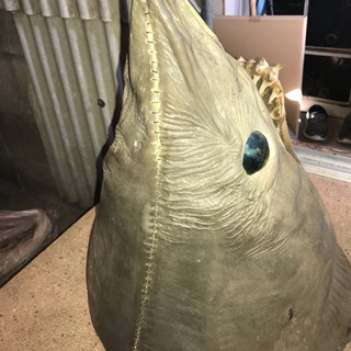 シャーク 剥製の画像