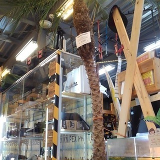 【店舗同時販売中】フェニックスロベレニー　ロベ　植木　アメリカン