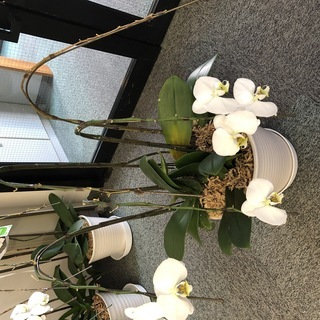 胡蝶蘭　鉢植え　花落ち後　まだ葉は枯れていません