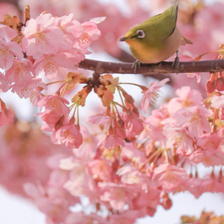 桜を撮りに行きましょー📸