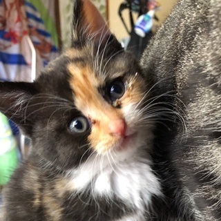 生後1ヶ月半の三毛猫の♀