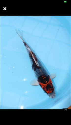 錦鯉 魚  3匹セット