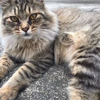 猫探しています！助けて下さい。