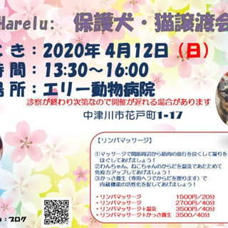 ねこ の 譲渡会